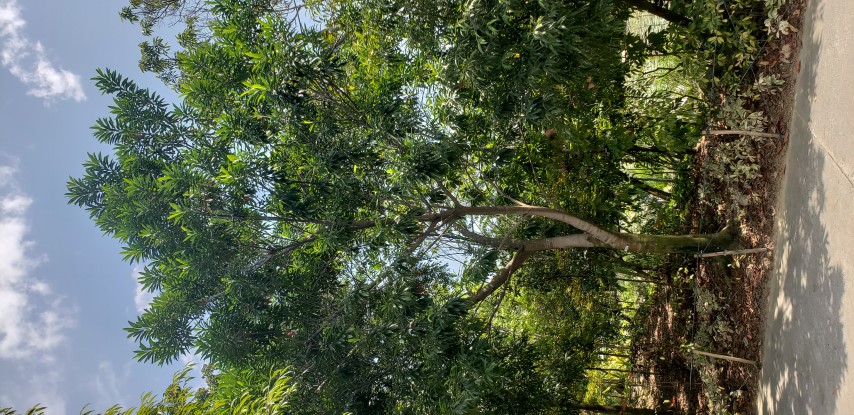Elaeocarpus angustifolius plantplacesimage20181219_125122.jpg