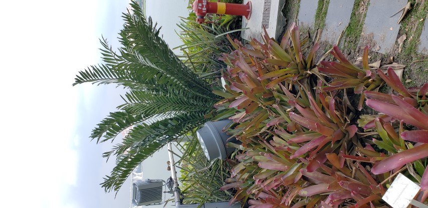 Encephalartos ferox plantplacesimage20181219_162042.jpg