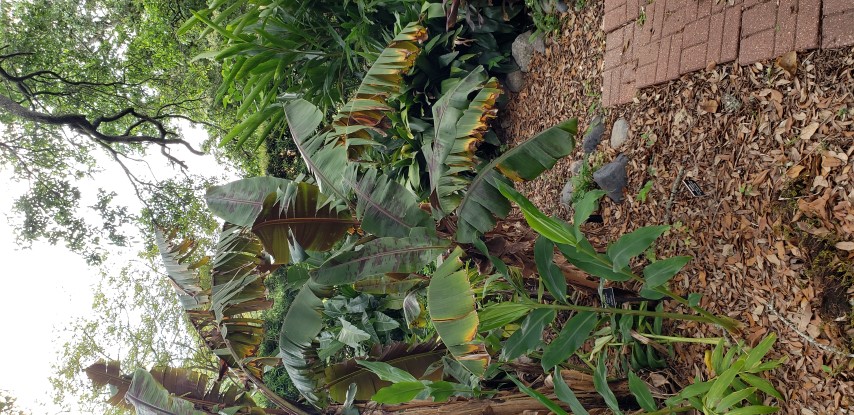 Musa sumatrana plantplacesimage20190413_122116.jpg