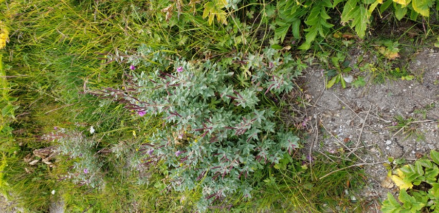 Chamerion latifolium plantplacesimage20190828_112942.jpg