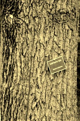 Picture of Quercus acutissima  Sawtooth Oak