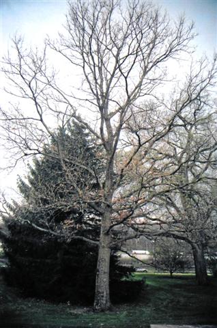 Quercus acutissima quercusacutissimawintersilhouette(Small).jpg