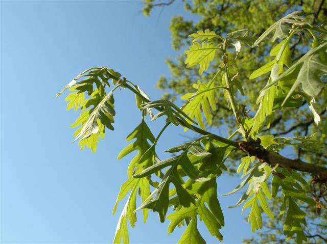 Picture of Quercus%20alba%20%20White%20Oak