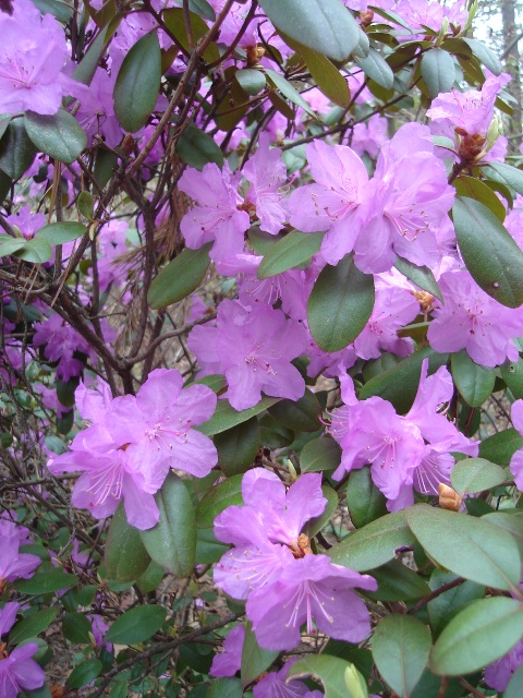 Picture of Rhododendron%20'PJM'%20%20PJM%20Hybrid%20Rhododendron