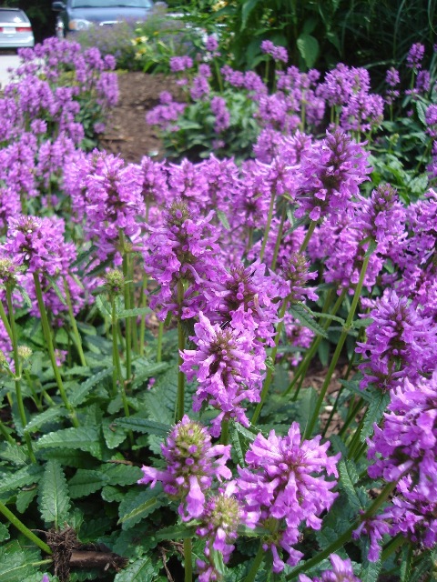 Picture of Stachys%20officinalis%20%20Wood%20Betony