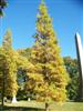 Photo of Genus=Taxodium&Species=ascendens&Common=Pond Cypress&Cultivar=