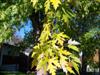 Photo of Genus=Acer&Species=saccharinum&Common=Silver Maple&Cultivar=