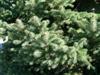Photo of Genus=Picea&Species=pungens&Common=Colorado Spruce&Cultivar=