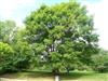 Photo of Genus=Acer&Species=griseum x nikoense&Common=Girard's Hybrid Maple&Cultivar=