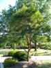 Photo of Genus=Acer&Species=griseum&Common=Paperbark Maple&Cultivar=