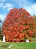 Photo of Genus=Acer&Species=saccharum&Common=Bonfire Sugar Maple&Cultivar='Bonfire'™
