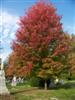 Photo of Genus=Acer&Species=x freemanii&Common=Autumn Blaze Maple&Cultivar='Autumn Blaze'