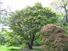 Photo of Genus=Acer&Species=Flabellatum&Common=Maple&Cultivar=