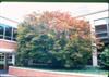 Photo of Genus=Acer&Species=palmatum&Common=Oshio beni Japanese Maple&Cultivar='Oshio beni'