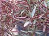 Photo of Genus=Alternanthera&Species=ficoidea&Common=Red Threads Josephs Coat&Cultivar='Red Threads'