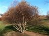 Photo of Genus=Betula&Species=nigra&Common=Fox Valley™ River Birch&Cultivar='Little King'