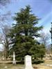 Photo of Genus=Cedrus&Species=libani&Common=Cedar of Lebanon&Cultivar=