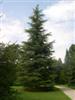 Photo of Genus=Cedrus&Species=libani var. stenocoma&Common=Hardy Cedar of Lebanon&Cultivar=