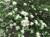 Photo of Genus=Crataegus&Species=pentagyna&Common=Small Flowered Black Hawthorn&Cultivar=
