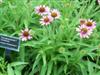 Photo of Genus=Echinacea&Species=&Common=Pixie Meadowbrite&Cultivar='Pixie Meadowbrite'