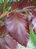 Photo of Genus=Fagus&Species=sylvatica&Common=Klein Copper European Beech&Cultivar='Klein Copper'