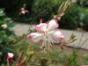 Photo of Genus=Gaura&Species=lindheimeri&Common=Butterfly Flower&Cultivar=Stratosphere Pink Picotee