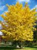 Photo of Genus=Ginkgo&Species=biloba&Common=Autumn Gold Maidenhair Tree&Cultivar='Autumn Gold'