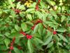 Photo of Genus=Ilex&Species=verticillata&Common=Winter Red Winterberry Holly&Cultivar='Winter Red'