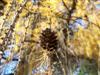 Photo of Genus=Larix&Species=decidua&Common=European Larch&Cultivar=