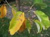 Photo of Genus=Magnolia&Species=acuminata&Common=Cucumbertree Magnolia&Cultivar=