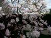 Photo of Genus=Magnolia&Species=stellata&Common=King Rose Magnolia&Cultivar='King Rose'