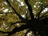 Photo of Genus=Magnolia&Species=acuminata var. subcordata&Common=Yellow Cucumber Tree&Cultivar=