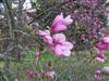 Photo of Genus=Magnolia&Species=x liliiflora&Common=Susan Magnolia&Cultivar='Susan'
