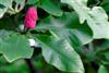 Photo of Genus=Magnolia&Species=tripetala&Common=Umbrella Magnolia&Cultivar=