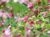Photo of Genus=Malus&Species=floribunda&Common=Japanese Crabapple&Cultivar=