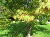 Photo of Genus=Acer&Species=japonicum&Common=Downy Japanese Maple&Cultivar=aconitifolium