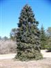 Photo of Genus=Picea&Species=pungens&Common=Moerheim Colorado Spruce&Cultivar='Moerheimii'