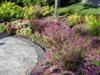Photo of Genus=Pennisetum&Species=setaceum&Common=Annual Fountain Grass&Cultivar=