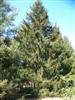 Photo of Genus=Picea&Species=abies&Common=Norway Spruce&Cultivar=