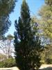 Photo of Genus=Picea&Species=abies&Common=Cupressina Norway Spruce&Cultivar='Cupressina'