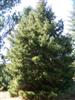 Photo of Genus=Picea&Species=glauca&Common=White Spruce&Cultivar=