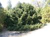 Photo of Genus=Picea&Species=orientalis&Common=Gowdy Oriental Spruce&Cultivar='Gowdy'