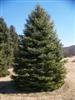 Photo of Genus=Picea&Species=pungens&Common=Fat Albert Spruce&Cultivar='Fat Albert'