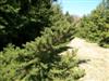 Photo of Genus=Picea&Species=torano&Common=Tigertail Spruce&Cultivar=
