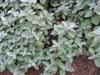 Photo of Genus=Plectranthus&Species=&Common=Swedish Ivy, Spurflower&Cultivar=