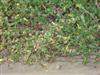 Photo of Genus=Portulaca&Species=grandiflora&Common=Moss Rose&Cultivar=