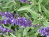 Photo of Genus=Salvia&Species=farinacea&Common=Mealycup Sage&Cultivar=