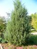 Photo of Genus=Juniperus&Species=virginiana&Common=Stover Eastern Redcedar&Cultivar='Stover'