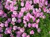 Photo of Genus=Petunia&Species=&Common=Petunia Supertunia® Pink Charm&Cultivar=Supertunia® Pink Charm