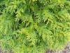 Photo of Genus=Thuja&Species=&Common=Green Giant Arborvitae&Cultivar='Green Giant'